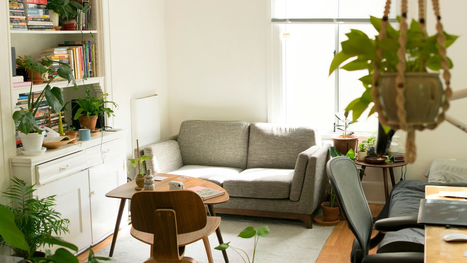 Sunlit apartment living room with a sofa, bookshelves and plants